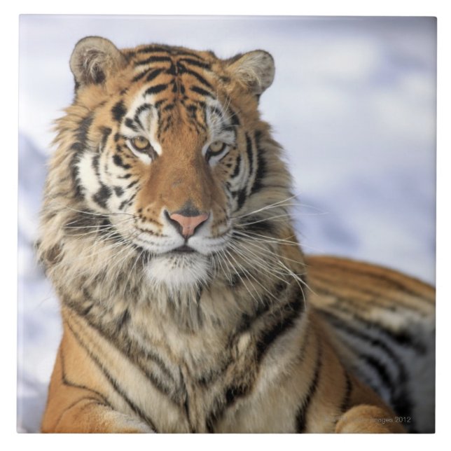 Carreau Tigre sibérien, altaica du Tigre de Panthera, (Devant)
