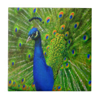 TILE CÉRAMIQUE BLEU & VERT PEACOCK