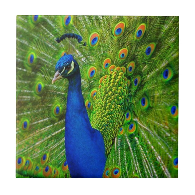 CARREAU TILE CÉRAMIQUE BLEU & VERT PEACOCK (Devant)