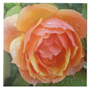 CARREAU TILE, "ROSE ORANGE PEACHÉ AVEC PLUIE"