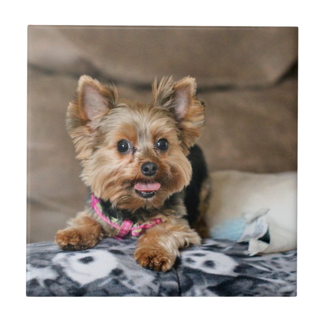 Carreau Tiny dynamo (Devant)