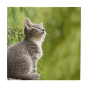 Carreau Tiny Grey et blanc Kitten Peers jusqu'au ciel