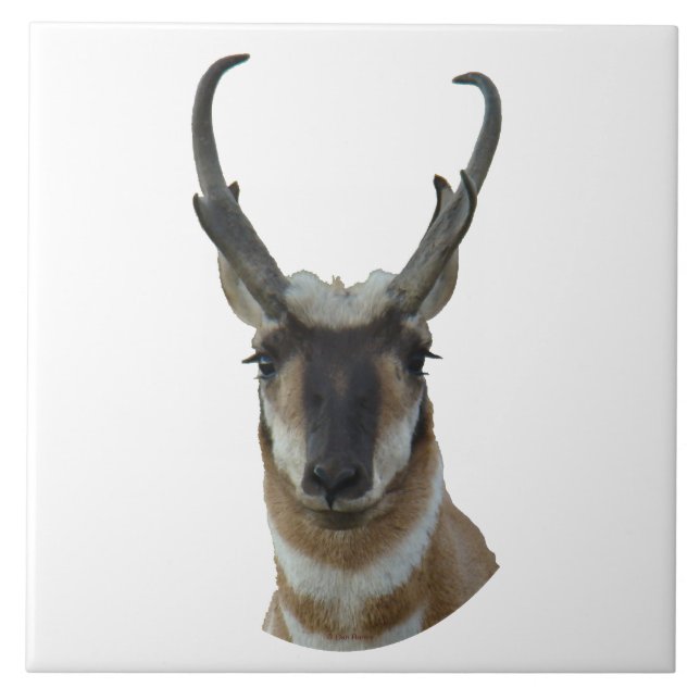 Carreau Tir de tête d'antilope d'A19 Pronghorn (Devant)