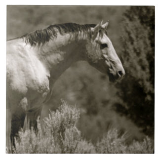 CARREAU TITRE CÉRAMIQUE MUSTANG