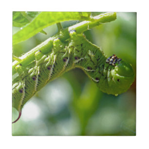 Carreau Tomate Hornworm