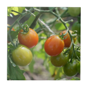 Carreau Tomates Cerises Sur La Vigne Nature