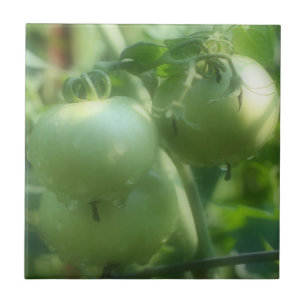 Carreau Tomates Du Jardin Vert Sur La Vigne Nature