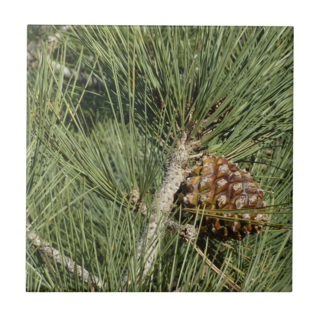 Carreau Torrey Pine Closeup California Botanical (Devant)