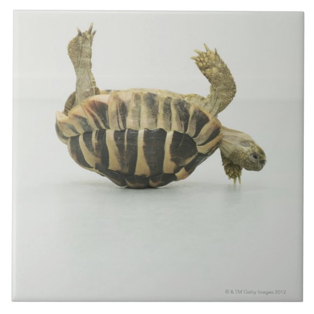 Carreau Tortue à l'envers, équilibrant sur la coquille (Devant)