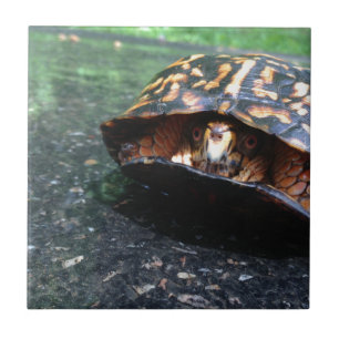 Carreau Tortue boîte
