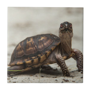Carreau Tortue-boîte commune