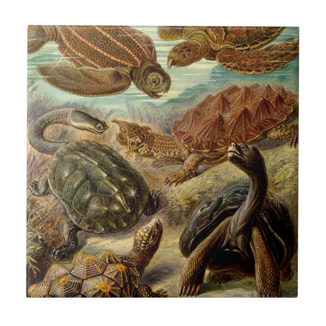 Carreau Tortue (Chelonia) par Haeckel (Devant)