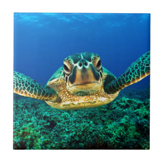 Carreau Tortue de mer