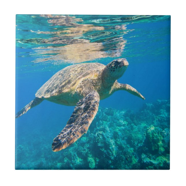 Carreau Tortue de mer (Devant)