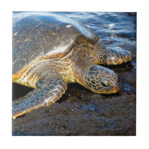 Carreau Tortue de mer