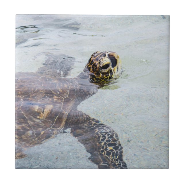 Carreau Tortue de mer hawaïenne de Honu - tortues d'Hawaï (Devant)
