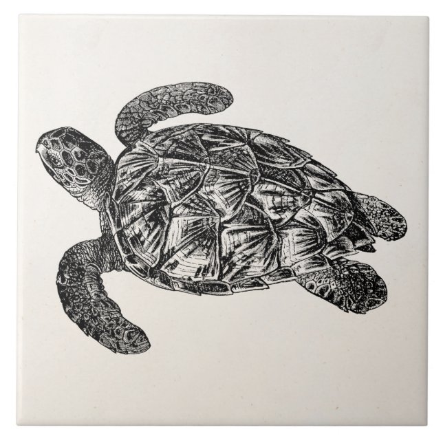 Carreau Tortue de mer imbriquée par cru - modèle de (Devant)