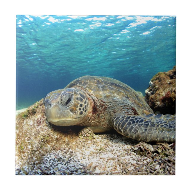 Carreau Tortue de mer se relaxant sous l'eau dans l'océan  (Devant)