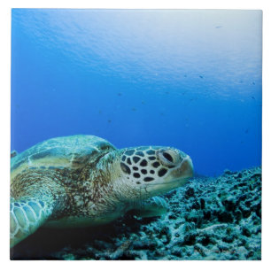Carreau Tortue de mer se reposant sous l'eau
