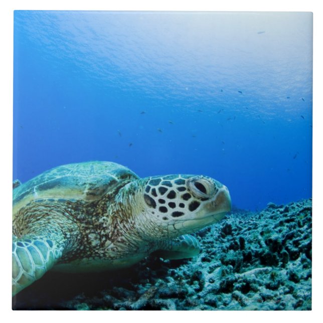 Carreau Tortue de mer se reposant sous l'eau (Devant)