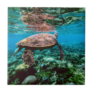 Carreau Tortue de mer tropicale sous-marine