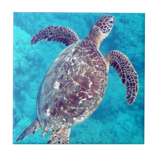 Carreau Tortue de mer verte d'Hawaï (Devant)