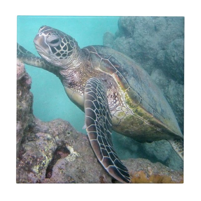 Carreau Tortue de mer verte d'Hawaï (Devant)