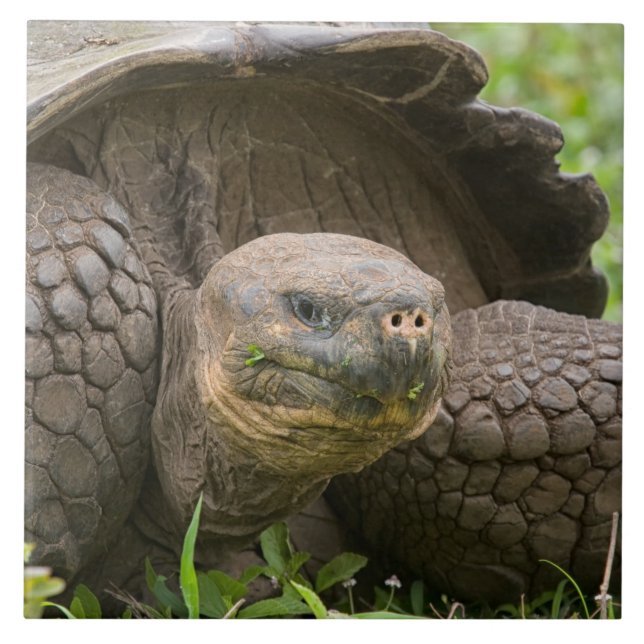 Carreau Tortue géante (Devant)