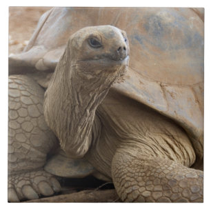 Carreau Tortue terrestre des Seychelles Aldabran
