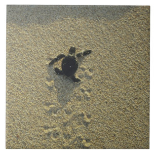 Carreau Tortue verte, (Chelonia mydas), éclos