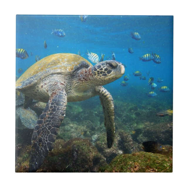 Carreau Tortues des Galapagos nageant dans le lagon (Devant)