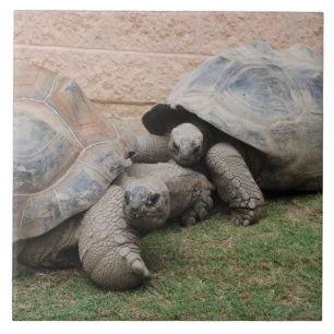 Carreau tortues géantes