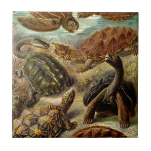 Carreau Tortues Haeckel vintages