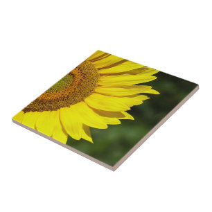 Carreau Tournesol