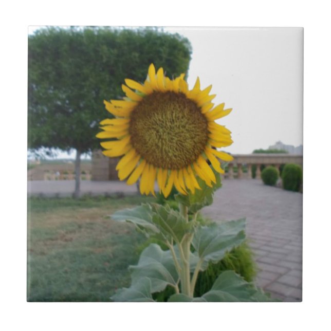 Carreau Tournesol (Devant)