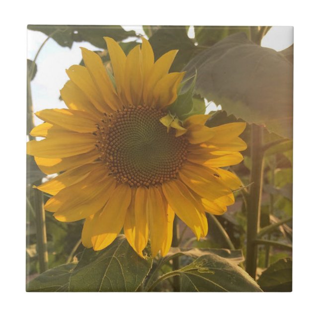 Carreau Tournesol (Devant)