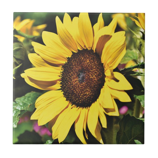 Carreau Tournesol  (Devant)