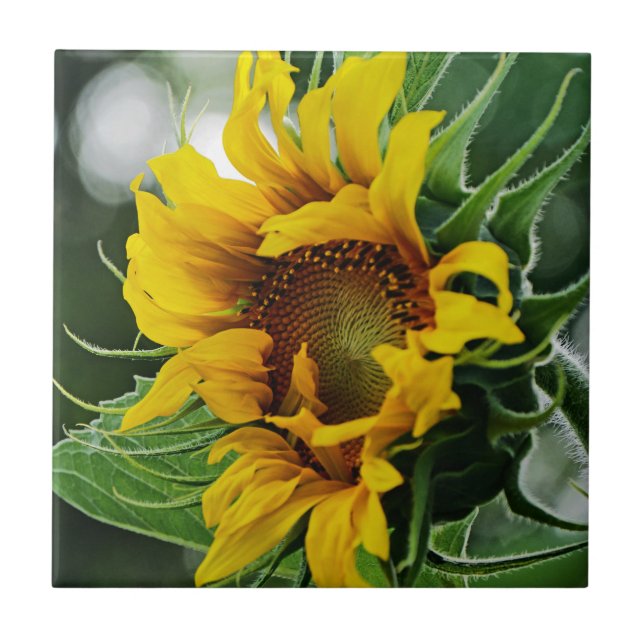 Carreau Tournesol (Devant)
