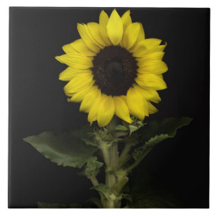 Carreau Tournesol 11