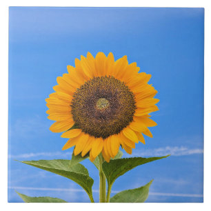 Carreau Tournesol, Ciel bleu,
