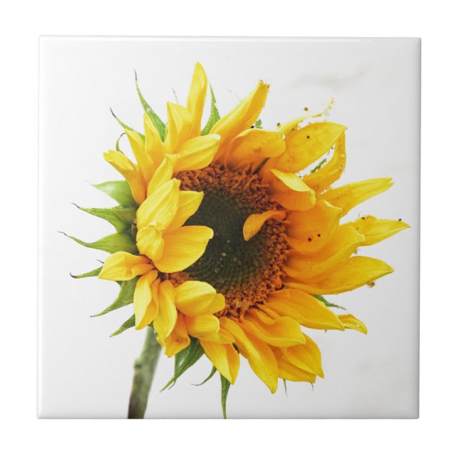 Carreau Tournesol de Provincetown (Devant)
