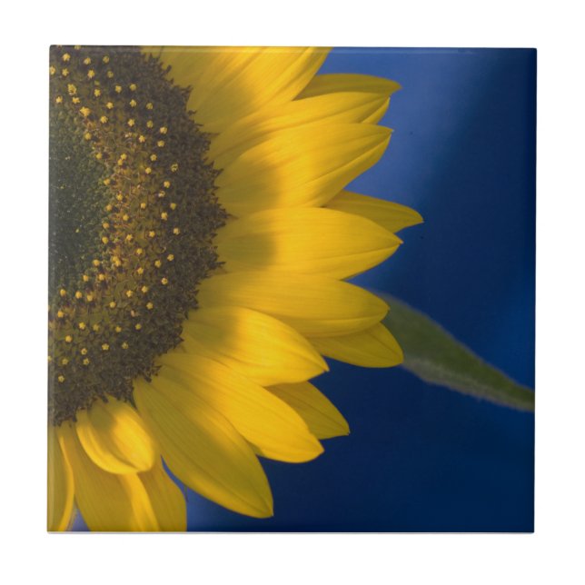 Carreau Tournesol en bleu (Devant)