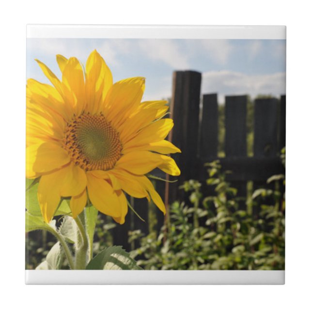 Carreau Tournesol et barrière (Devant)