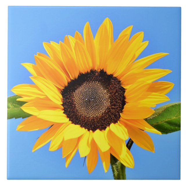 Carreau Tournesol jaune contre soleil sur ciel bleu - été  (Devant)