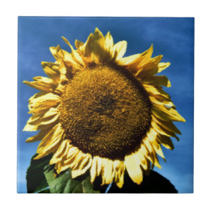 Carreau tournesol jaune grand peint contre un ciel bleu