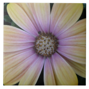 Carreau Tournesol rose pâle