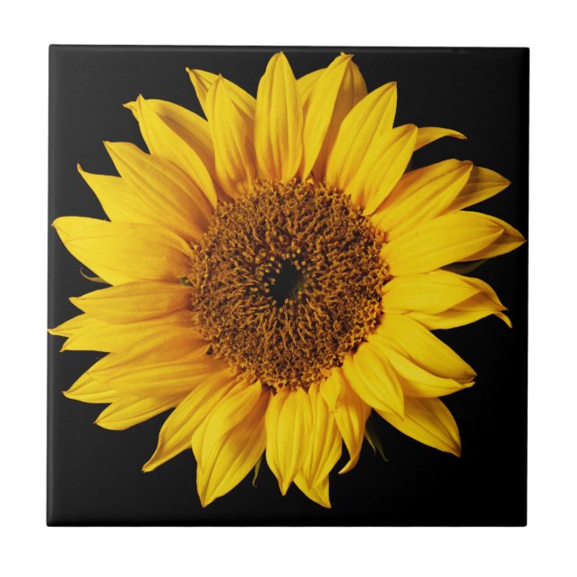 Carreau Tournesol sur l'arrière - plan noir (Devant)