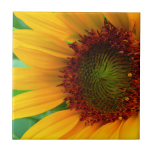 CARREAU TOURNESOL VIF II