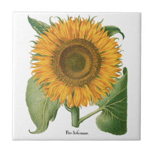 Carreau Tournesol vintage par Basilius Besler