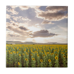 Carreau Tournesols au coucher du soleil